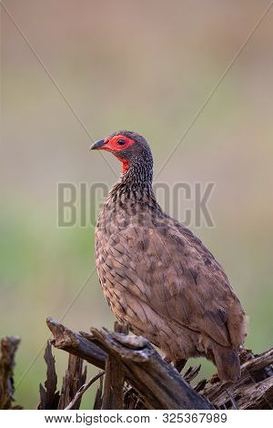 Swainson’s Francolin Sitting On Low Dead Tree In The Morning Sun With Green Background