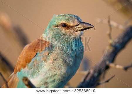 Close-up Of A European Roller Sitting On Dry Branches