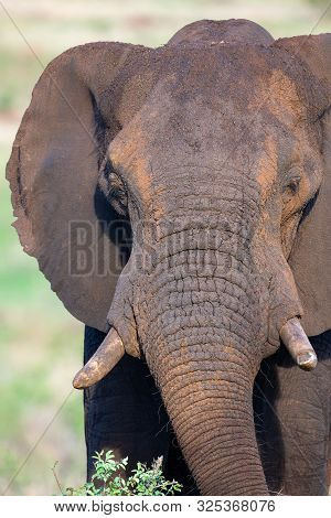 Lone Huge Elephant Bull Walking Through The Bush