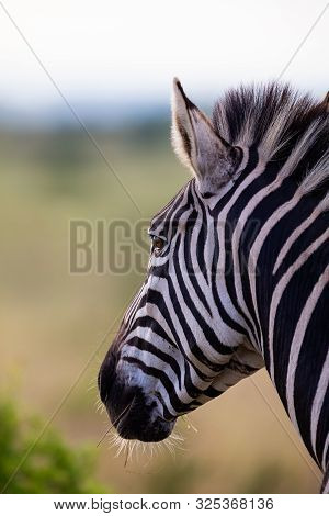 Close-up Portrait Of A Zebra In Nature With Dark Stripes