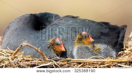 Red Knobbed Coot Sitting On A Nest With Two Chicks Protecting