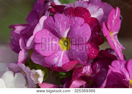 Pink Poison Primrose - Latin Name - Primula Obconica