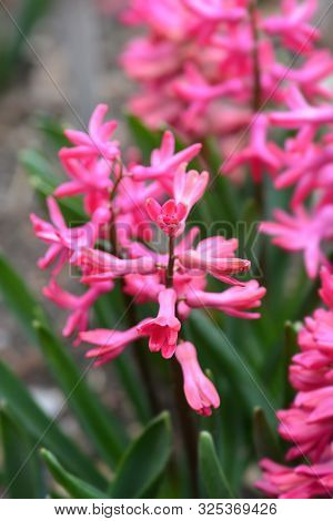 Hyacinth Jan Bos - Latin Name - Hyacinthus Orientalis Jan Bos