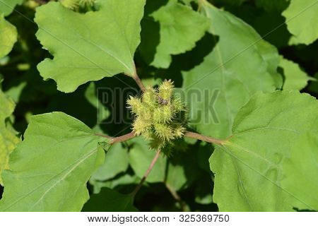 Beach Cocklebur - Latin Name - Xsantium Orientale Subsp. Italicum (xsantium Strumarium Subsp. Italic