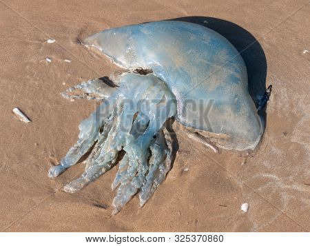 Dead Jellyfish On Beach Outside Nature Sunny Day Animal Wildlife
