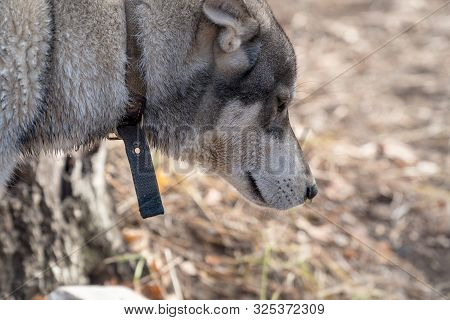 Portrait Of A Dog Breed West Siberian Laika