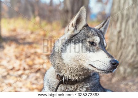 Portrait Of A Dog Breed West Siberian Laika