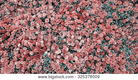 Red Flower. Flower In Garden At Sunny Summer Or Spring Day. Flower For Postcard Beauty Decoration An