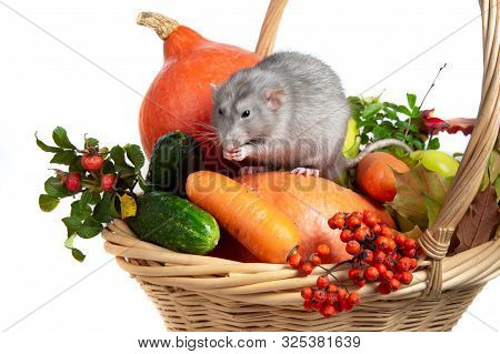 Cute Rat Dumbo With Vegetables On A White Isolated Background. Branches Of Mountain Ash, Rose Hips, 