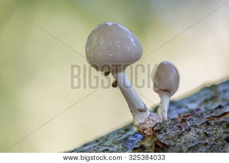 Porcelain Mushrooms (oudemansiella Mucida) On A Oak Log In A Forest