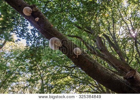 Porcelain Mushrooms (oudemansiella Mucida) On A Oak Log In A Forest