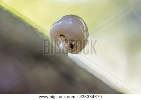 Porcelain Mushrooms (oudemansiella Mucida) On A Oak Log In A Forest