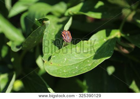 The Picture Shows A Striped Shield Bug On A Peony.