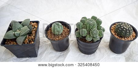 Cactus In Black Plastic Pot Stacked Together,on Gruge Surface Background