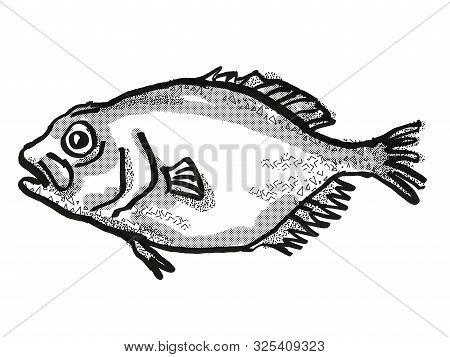 Retro Cartoon Style Drawing Of An Orange Roughy, A Native New Zealand Marine Life Species Viewed Fro