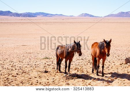 Wild horses near Aus in Namibia