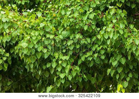 Green Leaf Pho Leaf (bo Leaf) Background In The Forest Bo Tree Is A Leaf Representing Buddhism In Th