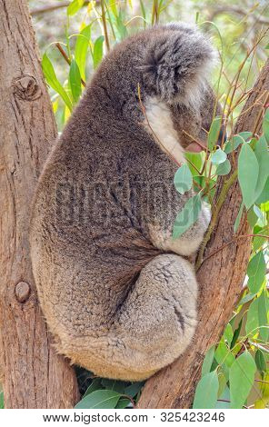 Koalas Can Sleep Up To 18 Hours A Day To Save Energy - Healesville, Victoria, Australia