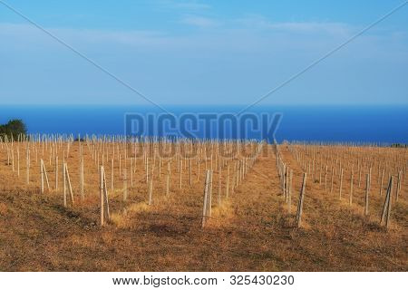 Pillars In The Vineyard. A Large Field Without Trees.