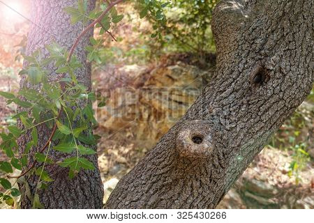Two Tree Trunks With Bark And Texture On A Sunny Day.