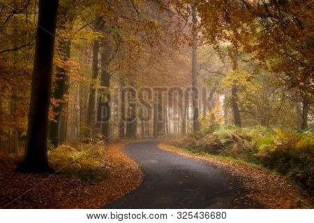 The Road Through The Autumn Forest, Ypres, Belgium