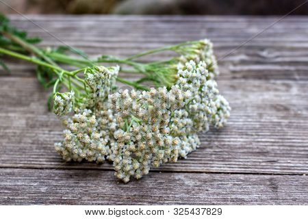 Closeup Of Flower Achillea Millefolium, Commonly Known As Yarrow Or Common Yarrow On Rustic Weathere