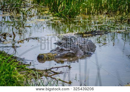 A Large American Alligator In Laguna Atascosa Nwr, Texas