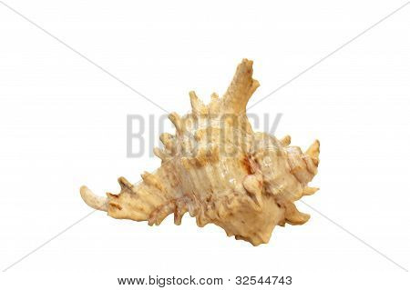 Coquille isolé
