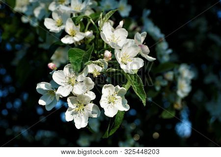Close-up Of Crabapple Malus X Zumi Professor Sprenger Blossom