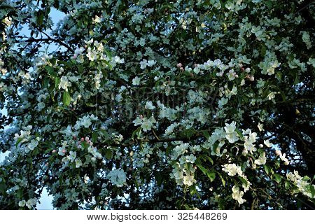 A Crabapple Tree Full Of Beautiful White Blossoms In Spring
