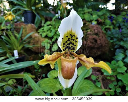 Spotted Blossom Of Paphiopedilum Insigne Hybride Orchid