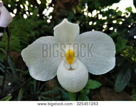Paphiopedilum Hybride Blossom Probably Paphiopedilum Delenatii Alba