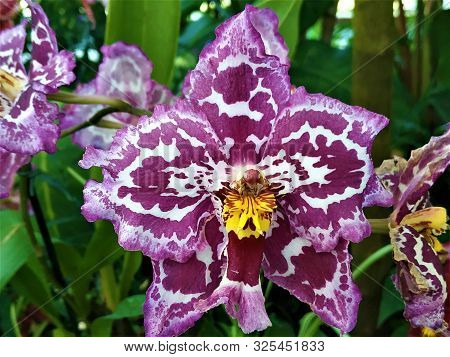 Purple And White Odontoglossum Blossom With Yellow Heart