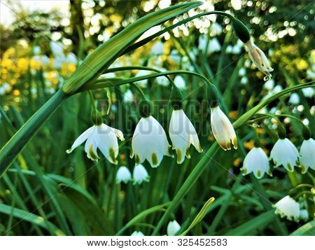 Spring Snowflake Leucojum Vernum Blooming With Green Marks