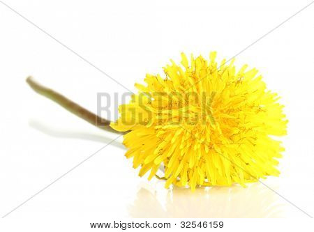 Löwenzahn Blume, isoliert auf weiss