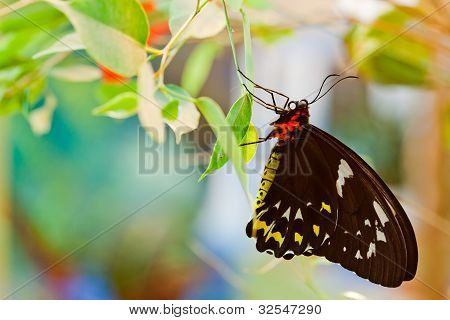 Ornithoptera priamus motýl, Žena