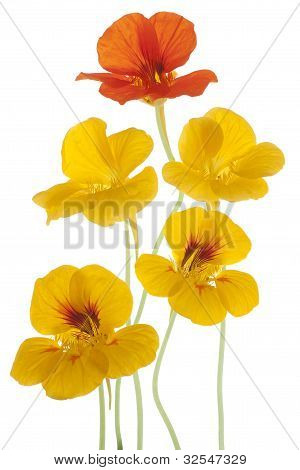 Nasturtium