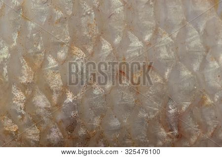 Texture Of Fish Scales (oreochromis Niloticus),(nile Tiapia)