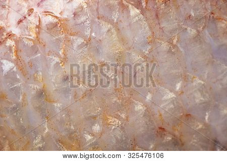 Texture Of Fish Scales (oreochromis Niloticus),(nile Tiapia)