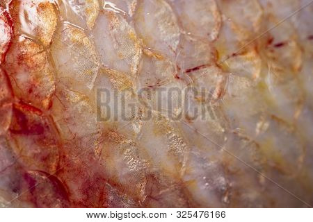 Texture Of Fish Scales (oreochromis Niloticus),(nile Tiapia)