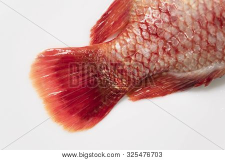 Close Up Fresh Raw Fish,red Tilapia,nile Tiapia (oreochromis Niloticus-mossambicus)