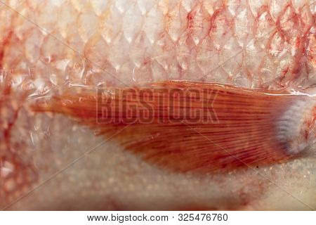Texture Of Fish Scales (oreochromis Niloticus),(nile Tiapia)