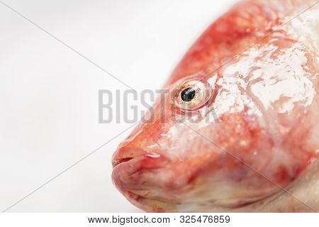 Close Up Fresh Raw Fish,red Tilapia,nile Tiapia (oreochromis Niloticus-mossambicus)