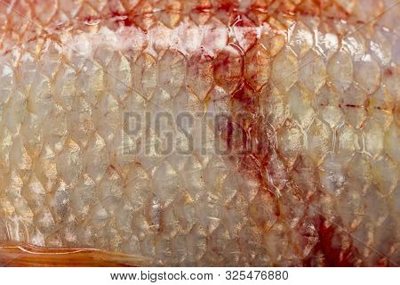 Texture Of Fish Scales (oreochromis Niloticus),(nile Tiapia)