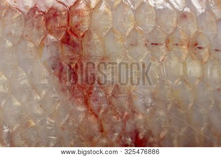 Texture Of Fish Scales (oreochromis Niloticus),(nile Tiapia)
