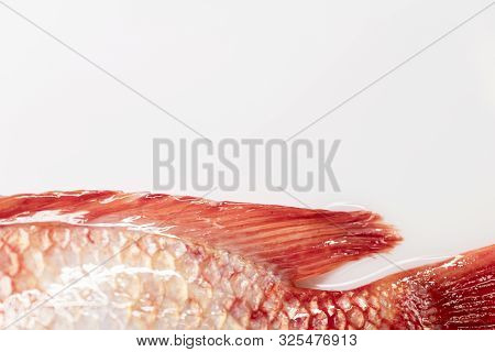 Close Up Fresh Raw Fish,red Tilapia,nile Tiapia (oreochromis Niloticus-mossambicus)