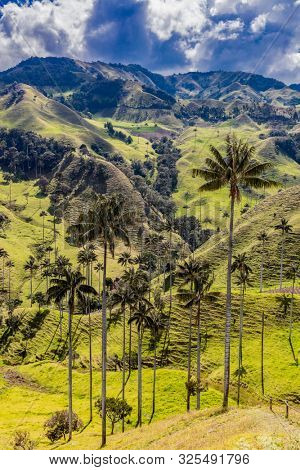 Bosque De Palma De Cera La Samaria near San Felix near Salamina Caldas in Colombia South America