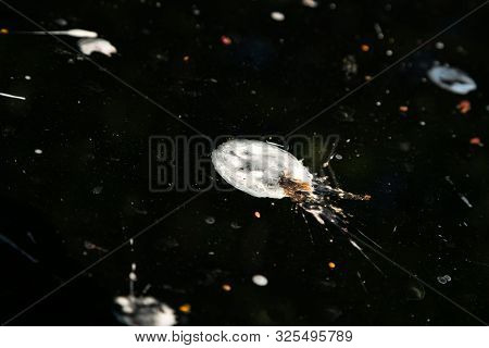 Loads Of Bird Poop On Top Of The Car. Dark Hood Of The Car And Front Window With Lot Of Bird Droppin