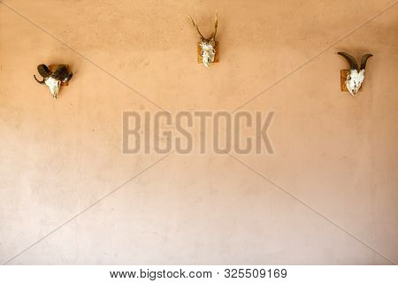 Aries Deer On A Wall With Open Bottom. Background Texture.