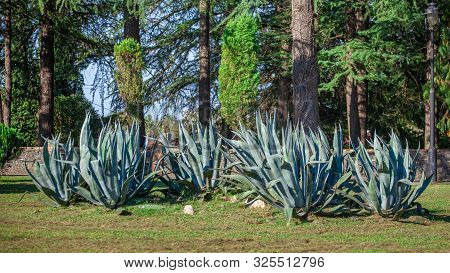 Agave Plant In The Zugdidi Park Of Dadiani. Georgia.
